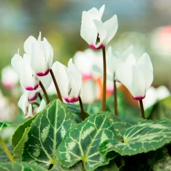 Cyclamen coum blanc - Il fleurit quand tout dort