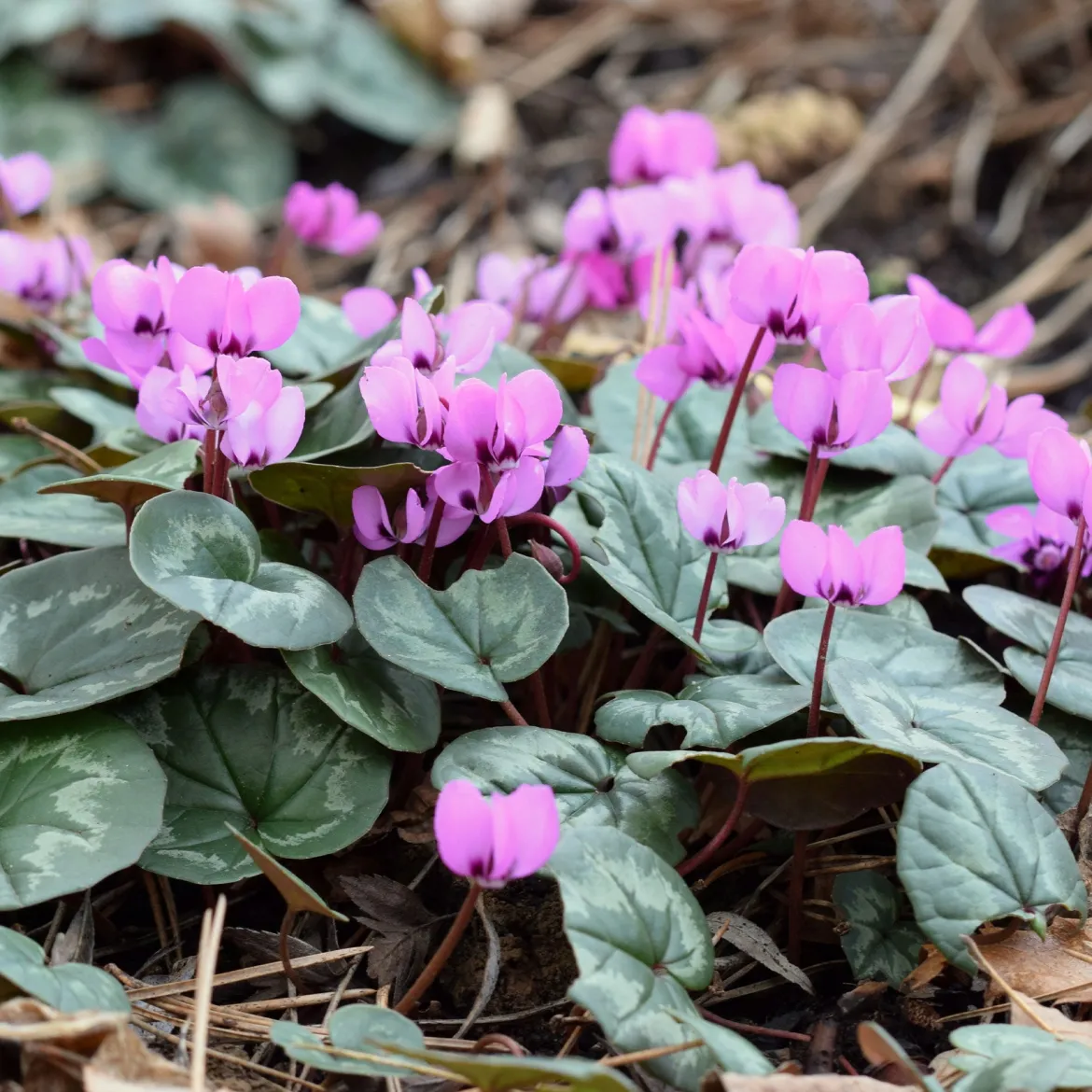 Cyclamen coum Rose - Des fleurs en plein hiver