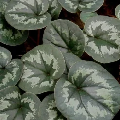 Cyclamen coum Rose - Des fleurs en plein hiver