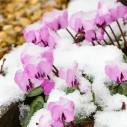 Cyclamen coum Rose - Des fleurs en plein hiver