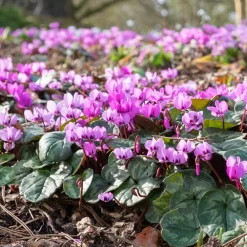 Cyclamen coum Rose - Des fleurs en plein hiver