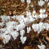 Cyclamen de Naples blanc - Fleurit quand tout se fane