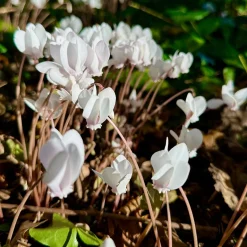 Cyclamen de Naples blanc - Fleurit quand tout se fane