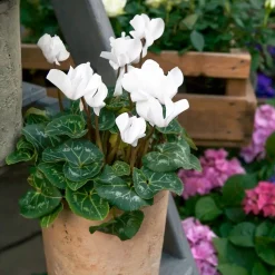 3 Cyclamens blancs - Fleurissez tout l'hiver