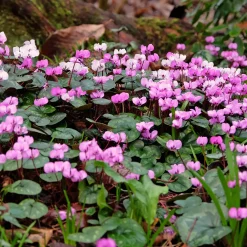 3 Cyclamens de l'île de Cos roses - Des fleurs en plein hiver