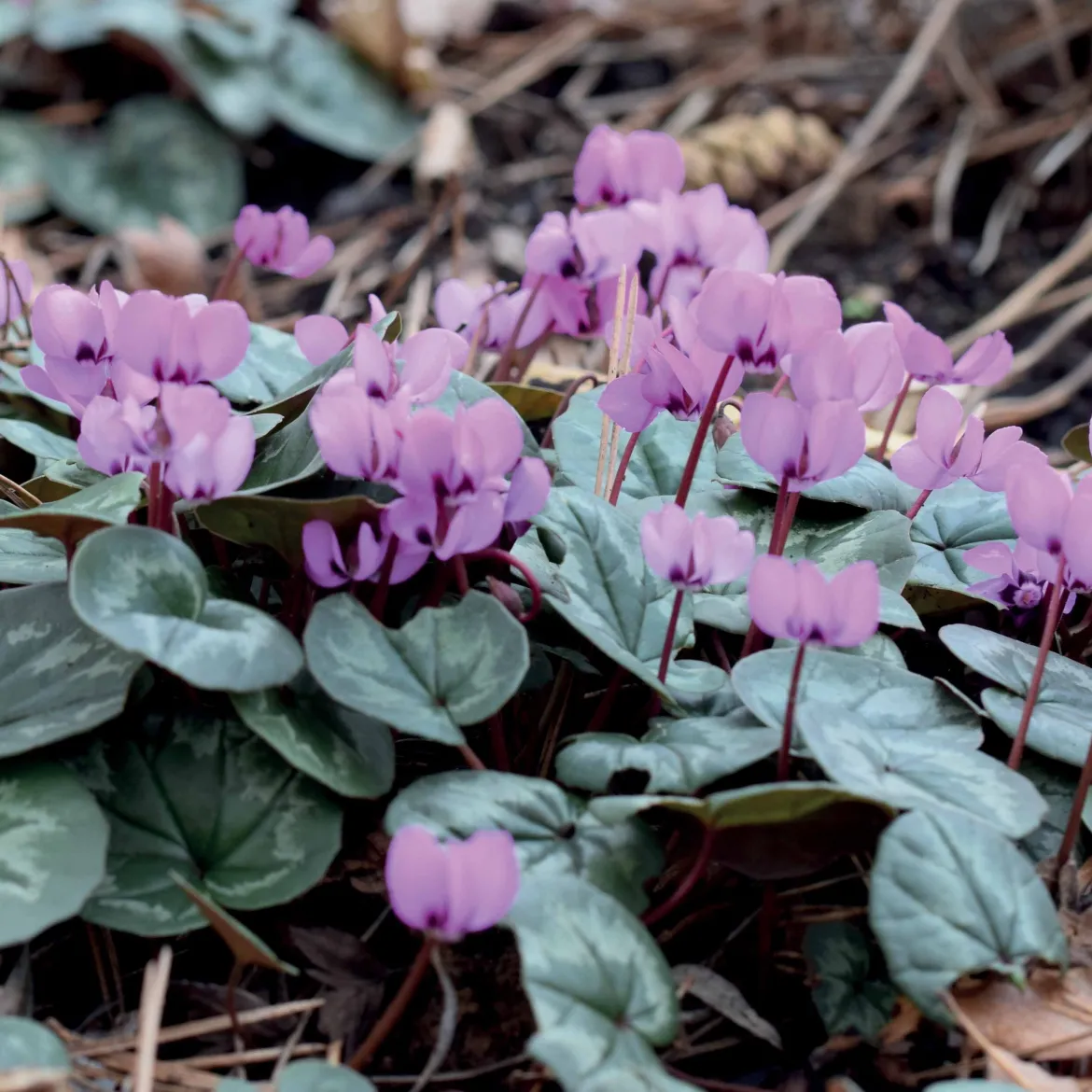 3 Cyclamens de l'île de Cos roses - Des fleurs en plein hiver