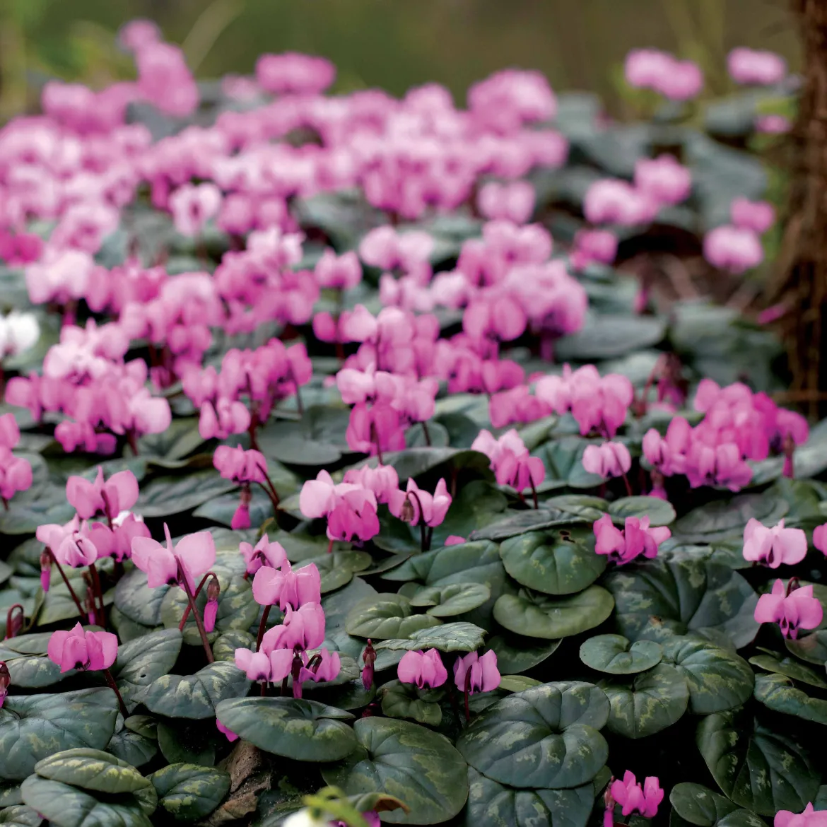 3 Cyclamens de l'île de Cos roses - Des fleurs en plein hiver
