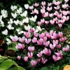 5 Cyclamens de Naples en mélange - Le tapis fleuri de l'automne