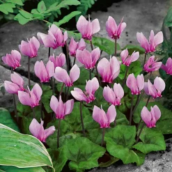 3 Cyclamens de Naples rose - La couleur quand tout fane