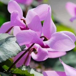 3 Cyclamens de Naples rose - La couleur quand tout fane
