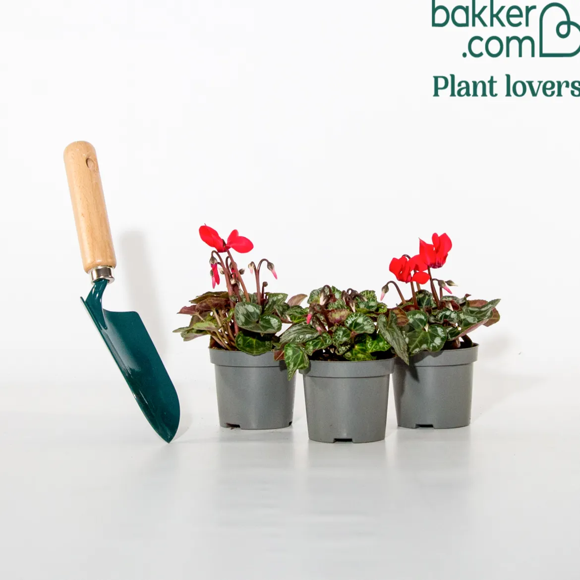 3 Cyclamens rouges - Du rouge quand tout est gris