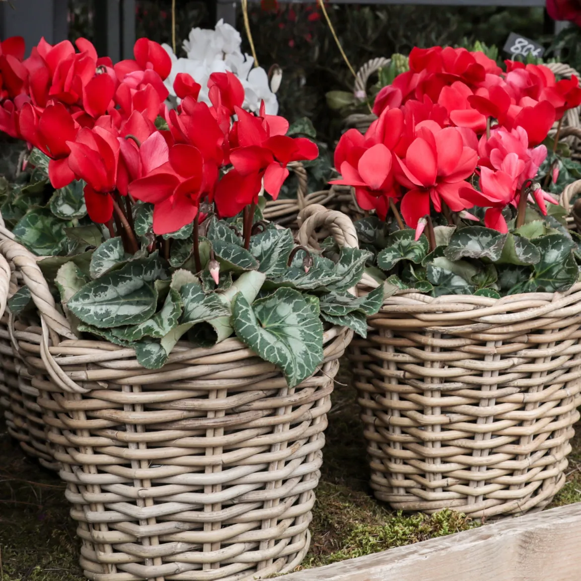 3 Cyclamens rouges - Du rouge quand tout est gris