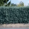 Cyprès d’Arizona Fastigiata - Un mur vert en un rien