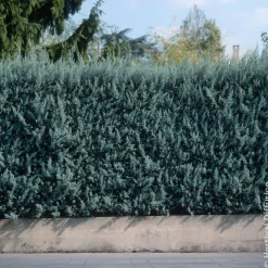 Cyprès d’Arizona Fastigiata - Un mur vert en un rien