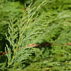 Cyprès de Leyland - Une haie dense en un rien de temps