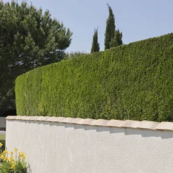 Cyprès de Leyland - Une haie dense en un rien de temps