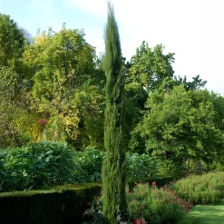 Cyprès d'Italie Stricta - L'esprit du Sud chez vous