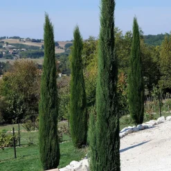 Cyprès d'Italie Stricta - L'esprit du Sud chez vous