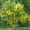 Cytise faux ébénier - Cytise à grappes - Une pluie d'or au jardin