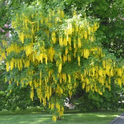 Cytise faux ébénier - Cytise à grappes - Une pluie d'or au jardin