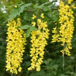 Cytise faux ébénier - Cytise à grappes - Une pluie d'or au jardin