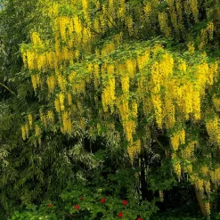 Cytise faux ébénier - Cytise à grappes - Une pluie d'or au jardin