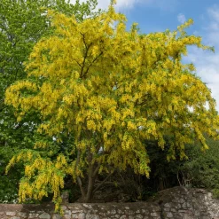 Cytise faux ébénier - Cytise à grappes - Une pluie d'or au jardin