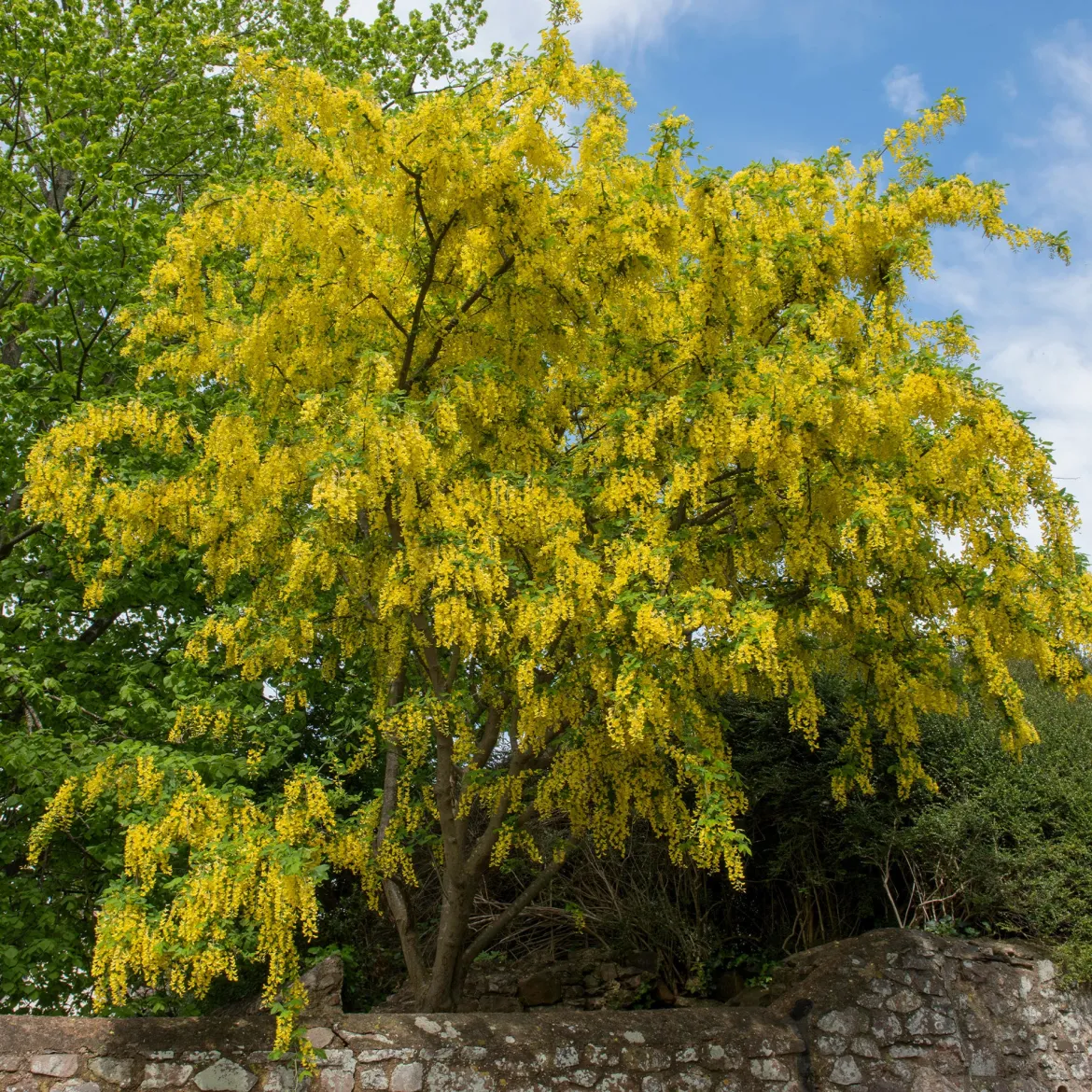 Cytise faux ébénier - Cytise à grappes - Une pluie d'or au jardin