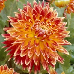 Dahlia Akita - Fleurs géantes tout l'été