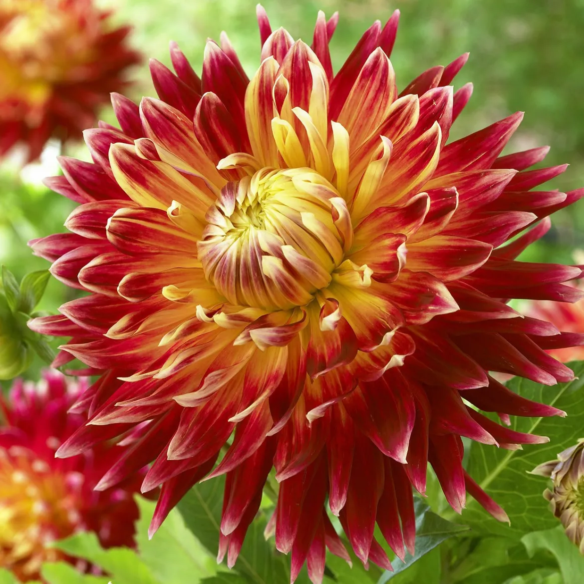 Dahlia Akita - Fleurs géantes tout l'été