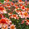 Dahlia anémone Totally Tangerine - Un abricot vif tout l'été