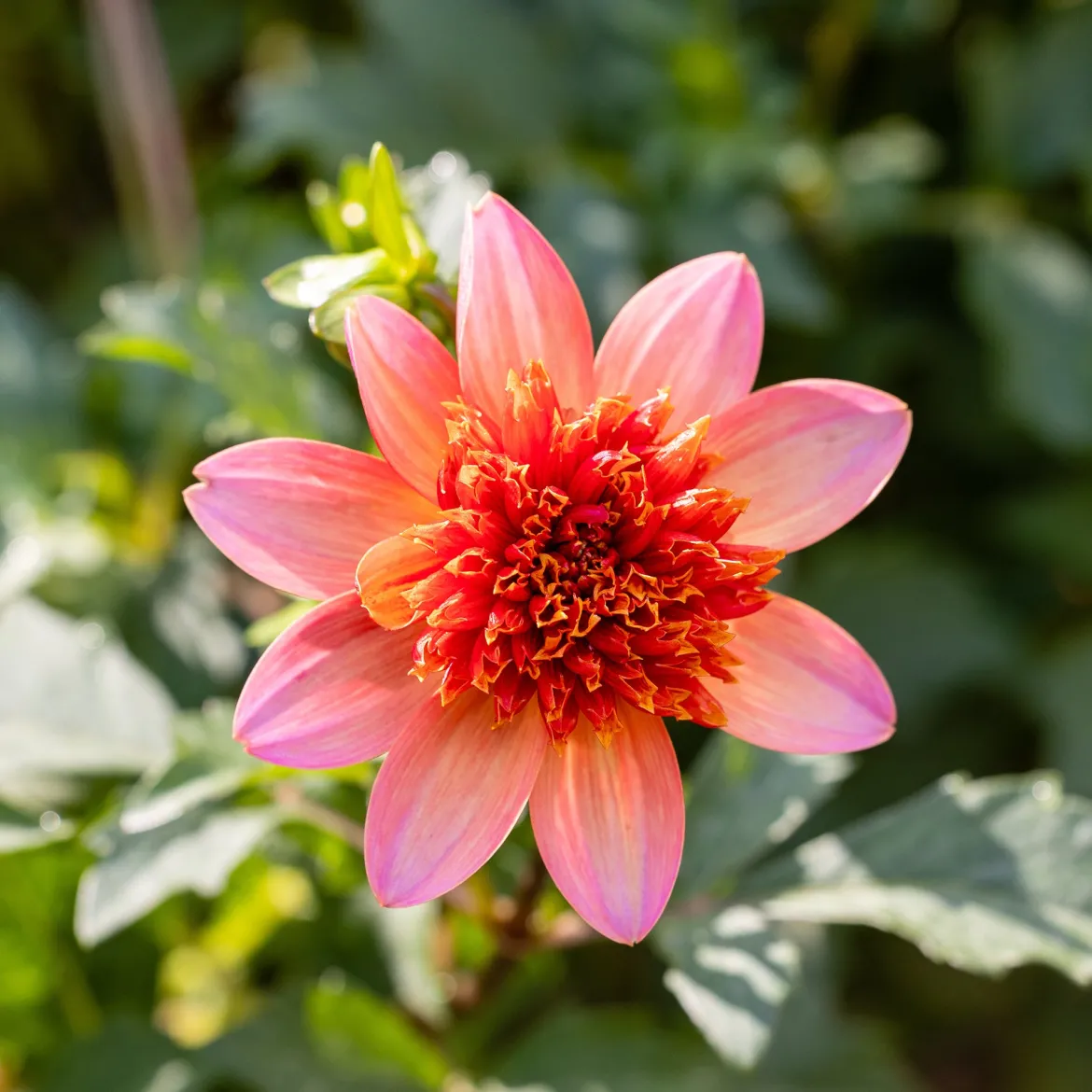 Dahlia anémone Totally Tangerine - Un abricot vif tout l'été