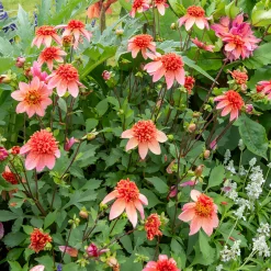 Dahlia anémone Totally Tangerine - Un abricot vif tout l'été