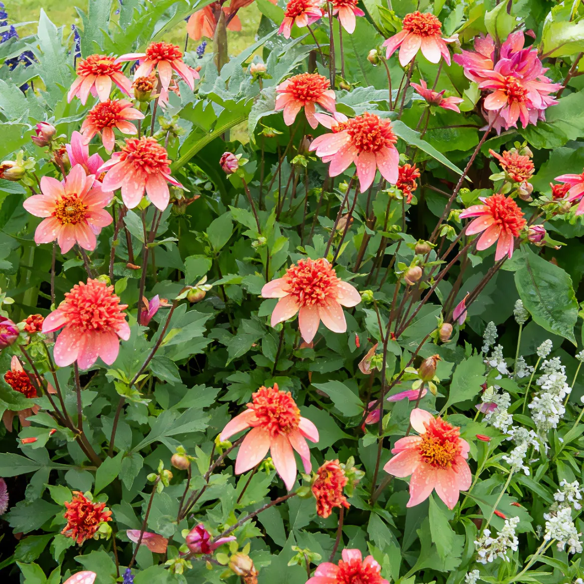 Dahlia anémone Totally Tangerine - Un abricot vif tout l'été