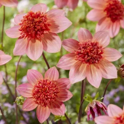 Dahlia anémone Totally Tangerine - Un abricot vif tout l'été
