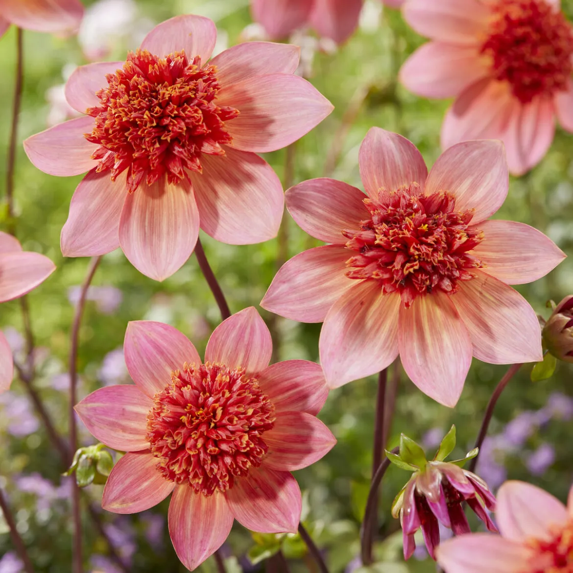 Dahlia anémone Totally Tangerine - Un abricot vif tout l'été