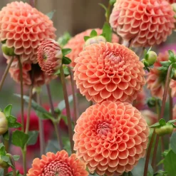 Dahlia ball Cornel Bronze - Des boules parfaites tout l'été