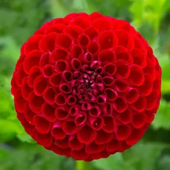 Dahlia Ball Cornel - Des pompons rouges tout l'été