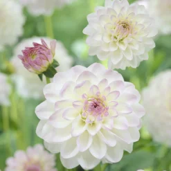 Dahlia Ball Evelyne - Des fleurs boules tout l'été