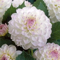 Dahlia Ball Evelyne - Des fleurs boules tout l'été