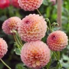 Dahlia ball Jowey Winnie - Des pompons parfaits tout l'été