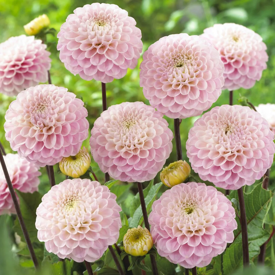 Dahlia ball Wizard of Oz - Des pompons roses tout l'été