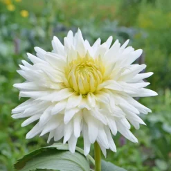 Dahlia cactus My Love - Fleurs étoilées blanc pur