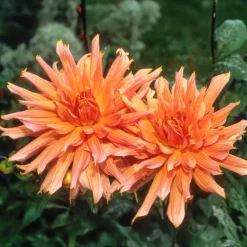 Dahlia cactus Omega - Des fleurs XXL tout l'été