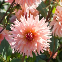Dahlia cactus Préférence - Grosses fleurs saumon tout l'été