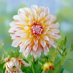 Dahlia Caribbean Fantasy - Des fleurs bicolores XXL