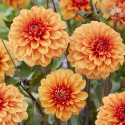 Dahlia David Howard - Orange lumineux tout l'été