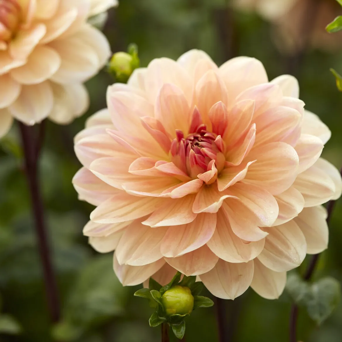 Dahlia décoratif Apricot Desire - Des fleurs abricot tout l'été