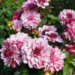 Dahlia décoratif Crème de Cassis - Bicolore, spectaculaire, facile