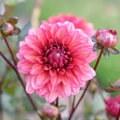 Dahlia décoratif Night Silence - Le dahlia noir spectaculaire